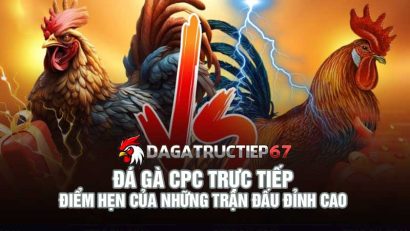 Đá gà CPC trực tiếp - Điểm hẹn của những trận đấu đỉnh cao