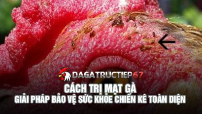 Cách trị mạt gà - Giải pháp bảo vệ sức khỏe chiến kê toàn diện